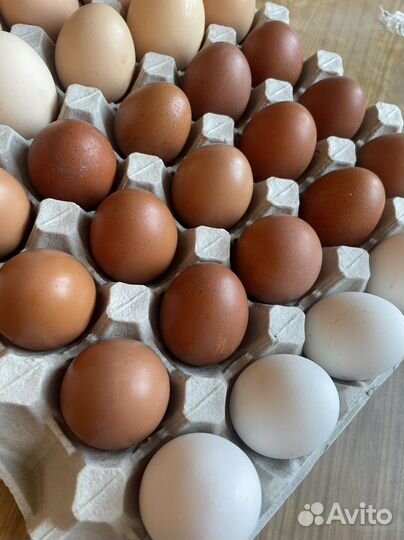Домашние куриные яйца
