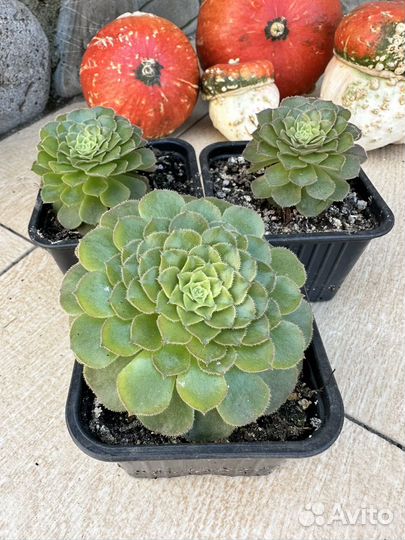 Эониум псевдотарелковидный