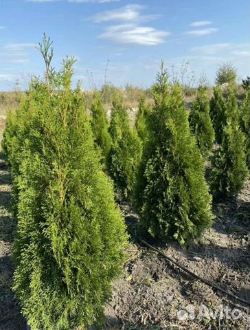 Туя смарагд для живой изгороди