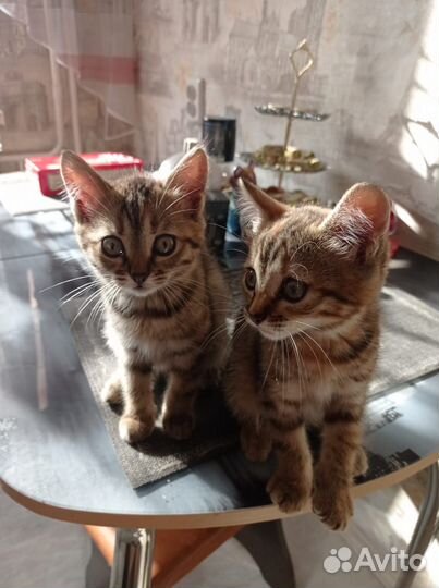 2ве кошечки