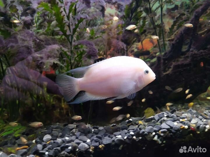 Цихлиды Сапфировая полосатая и Фламинго