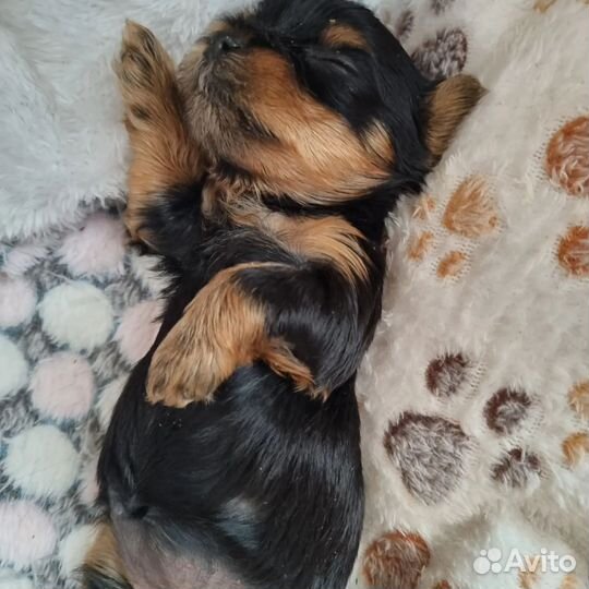 Йоркширский терьер щенки девочки mini