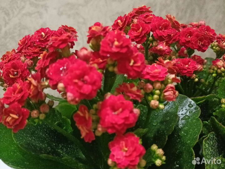 Черенки Каланхоэ
