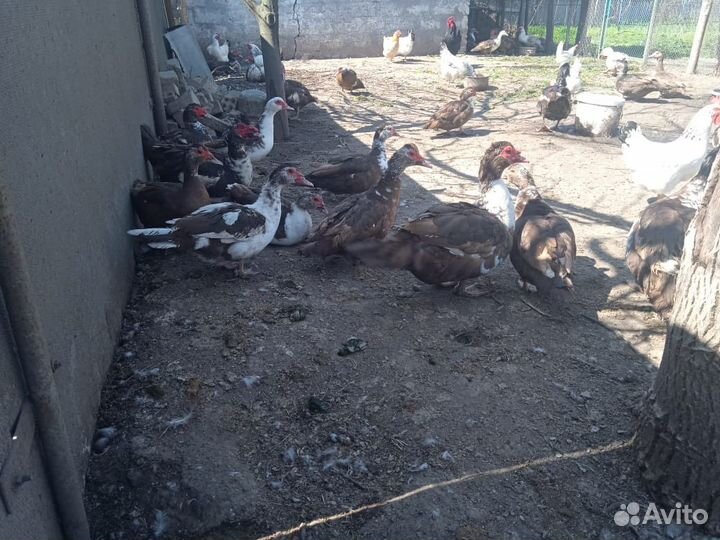 Селезень индоутки