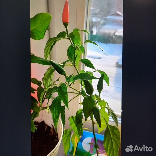 Рассада острого перца