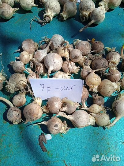 Чеснок рокамболь