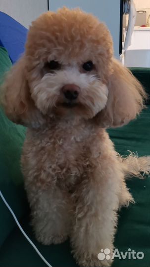 Той-пудель вязка