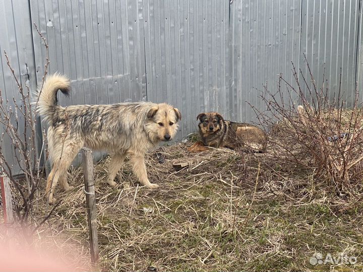 Отдаю собачку Фрезию в дар