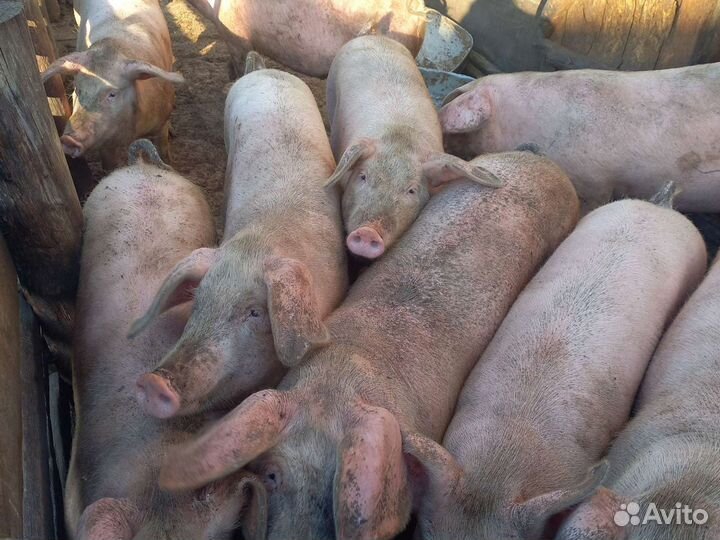 Мясо свинины