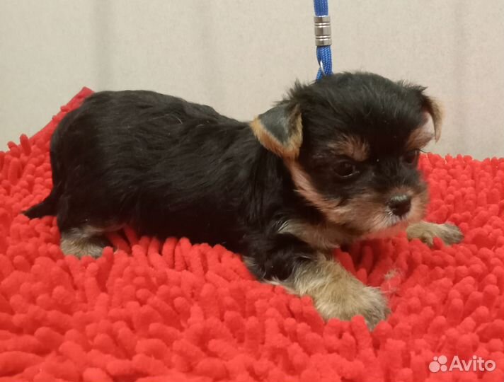 Йоркширский терьер