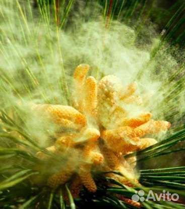 Пыльца сосны (сосновая пыльца)
