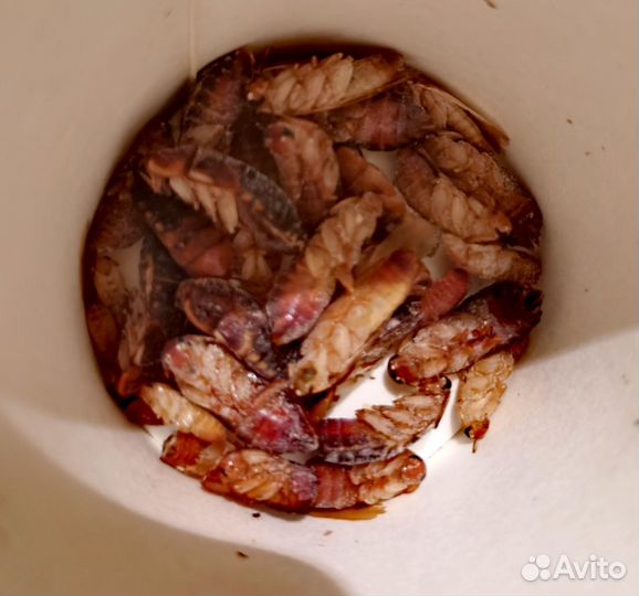 Туркменский таракан (заморозка)