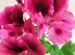 Комнатные цветы разных видов герани,спацифилиум