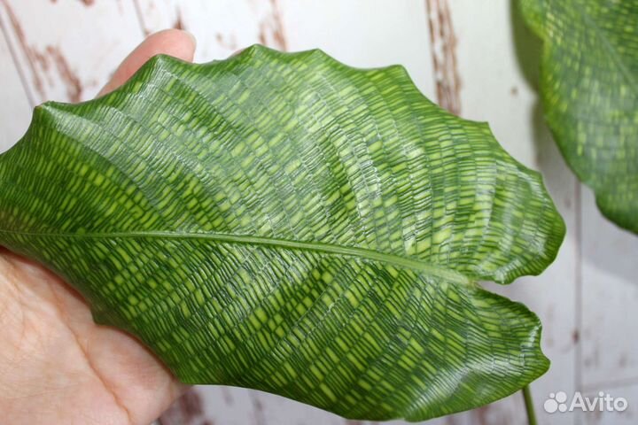 Калатея Нетворк (мозаичная)
