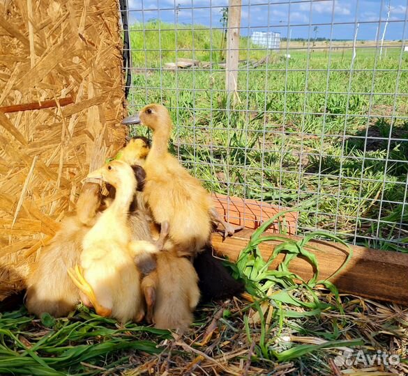 Индийский бегунок/ куриные инкубационное я