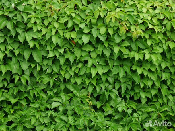 Виноград девичий. Саженцы