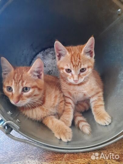 Рыжие котята