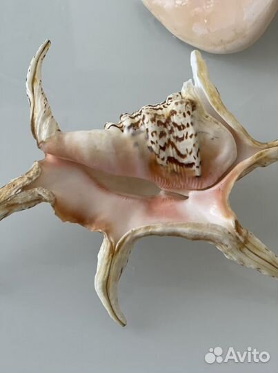 Морские ракушки раковины