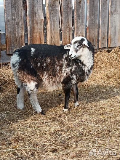 Телка. Баран, овцы