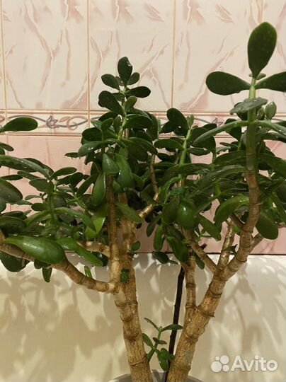 Денежное дерево толстянка крассула