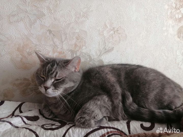 Кошка в дар