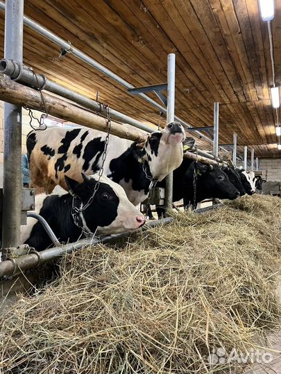 Молоко коровье домашнее