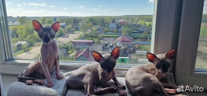Канадский сфинкс котенок