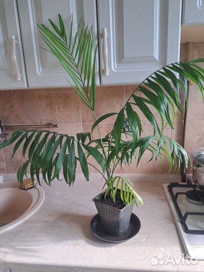 Пальма хамедорея