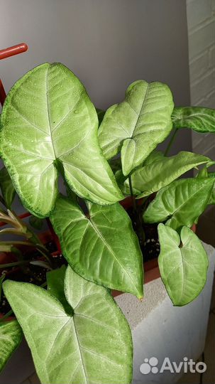 Сингониум Панда White form