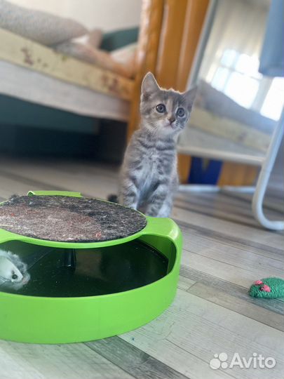 Кошечка в добрые руки