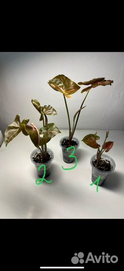 Сингониум Aron Brawn