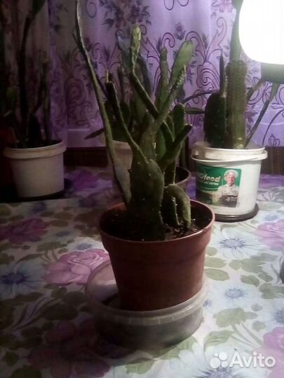 Кактусы (горшок с несколькими)