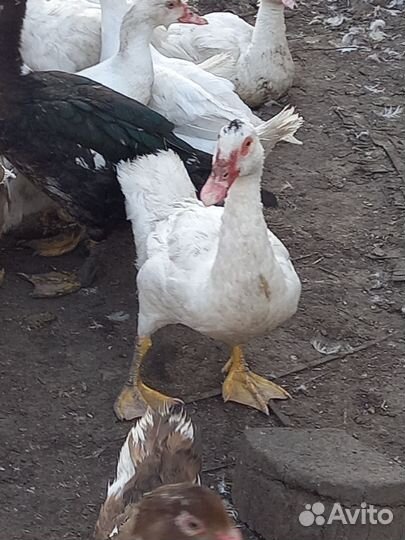 Утки селезень