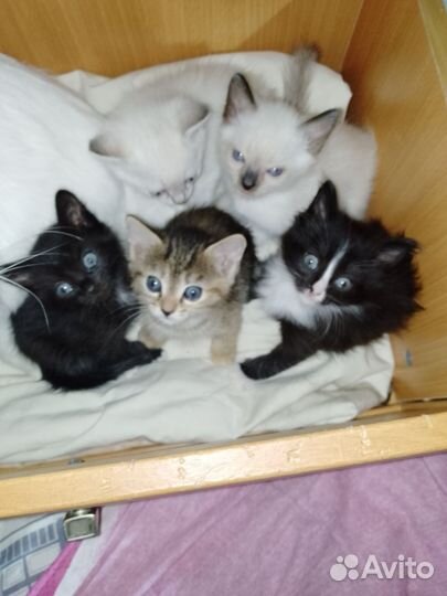 Кошка
