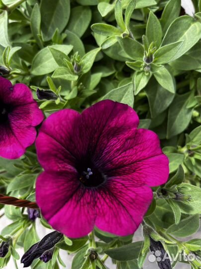 Кашпо с вегетативной ампельной петунией