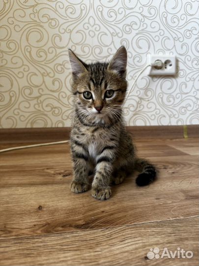 Котята в добрые руки даром