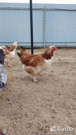 Куры наседки, Козельск