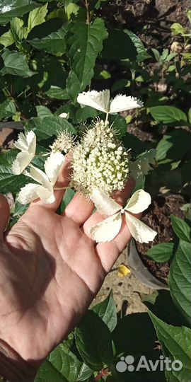 Гортензия метельчатая