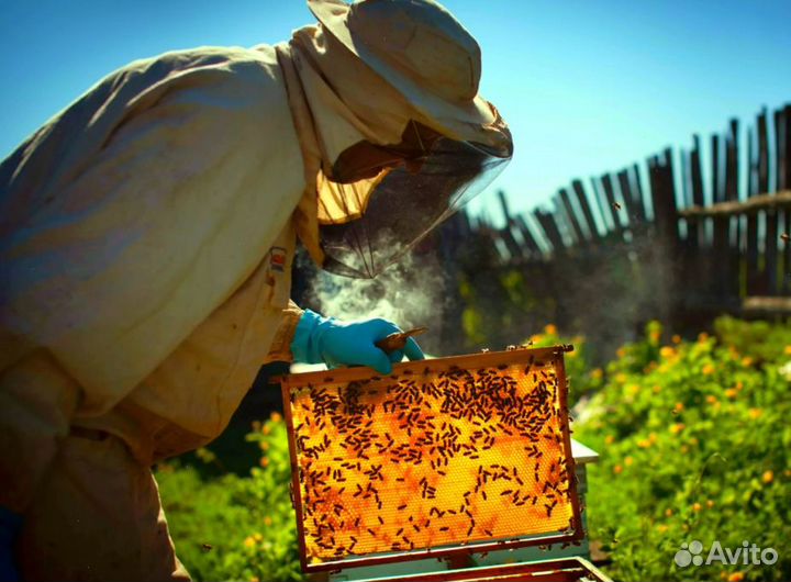 Мёд натуральный с Алтая опт