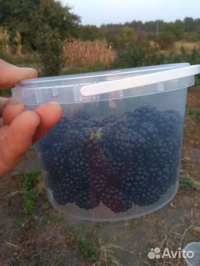 Саженцы бесшипой ежевики сорта Лох Тей