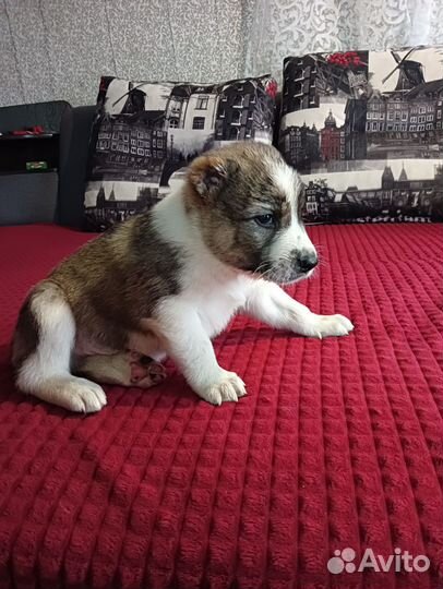 Щенки сао(алабай)