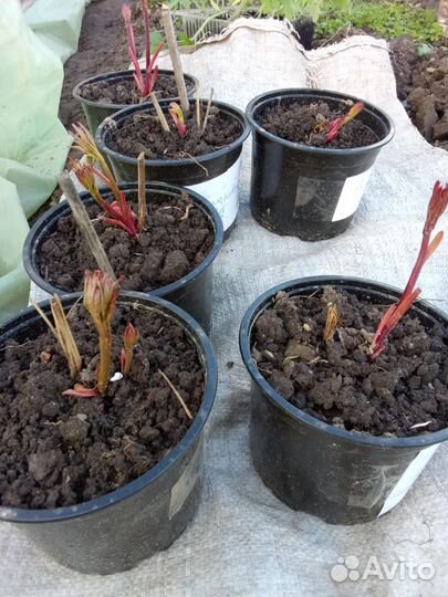 Саженцы пионов