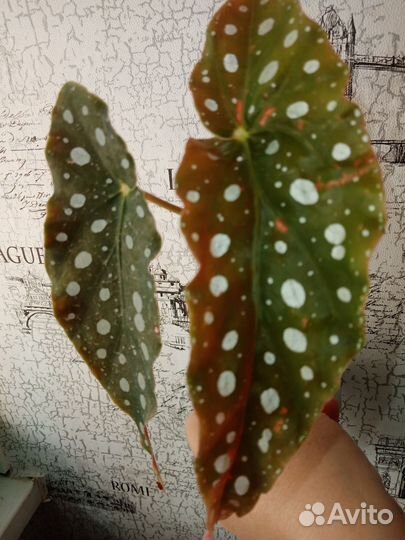 Комнатные растение