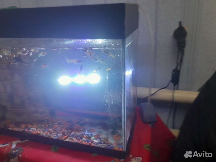 Продаю гуппи