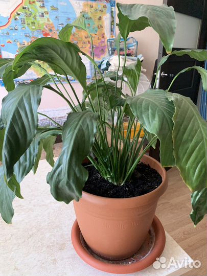 Спатифиллум