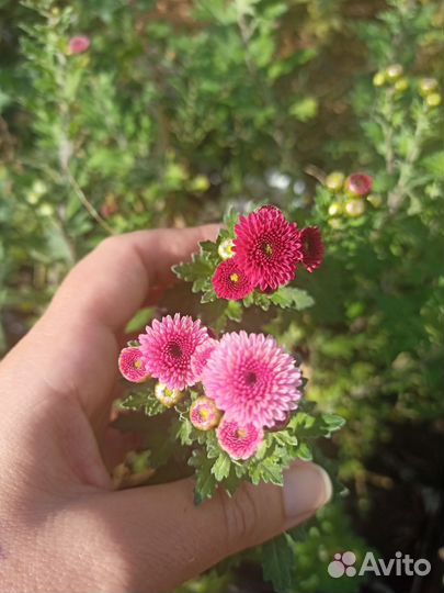 Хризантема с цветами и бутонами