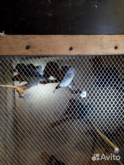 Клест еловик. Желтый300 красный500 щегол500