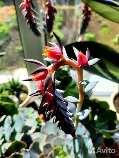 Цветы комнотные