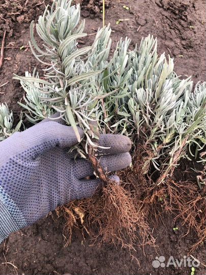 Саженцы английской лаванды Розовой/Голубой/Белой