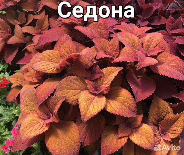 Колеусы сортовые